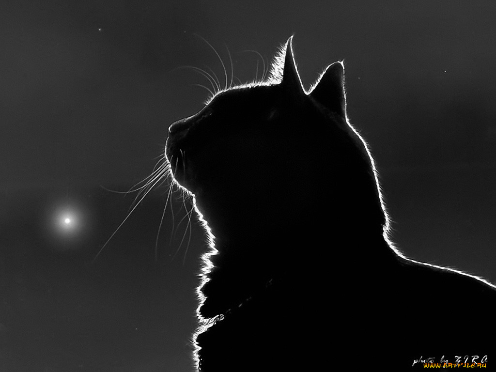 mooncat, by, ziro, , 